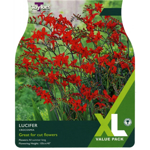 Crocosmia Lucifer  XL Range